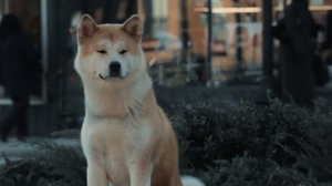 Керсари Хатико.mp4