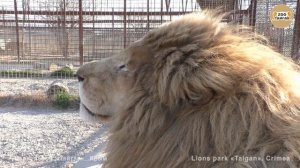 Белоснежный лев Ричард Великолепный! Доброе слово и кошке приятно! 2019