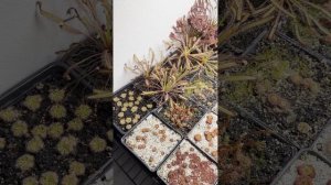 Хроники хищниковода, эпизод 2: росянки-пигмеи западного побережья Австралии