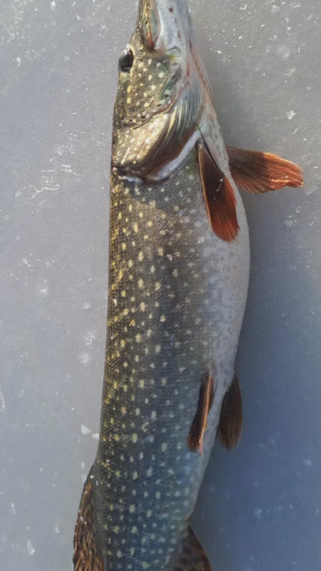 🔥 Вот кто рвал леску у рыбаков 🔥  #рыбалка #щука #fishing #шортс