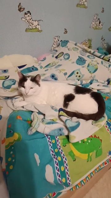 Спят и бдят на кухне. 31.12.2025г