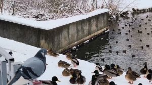 Сериал Стая. Серия 3.  "Зима Продолжается". (2026).