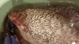 Лещ и щука пойдут в употребление.