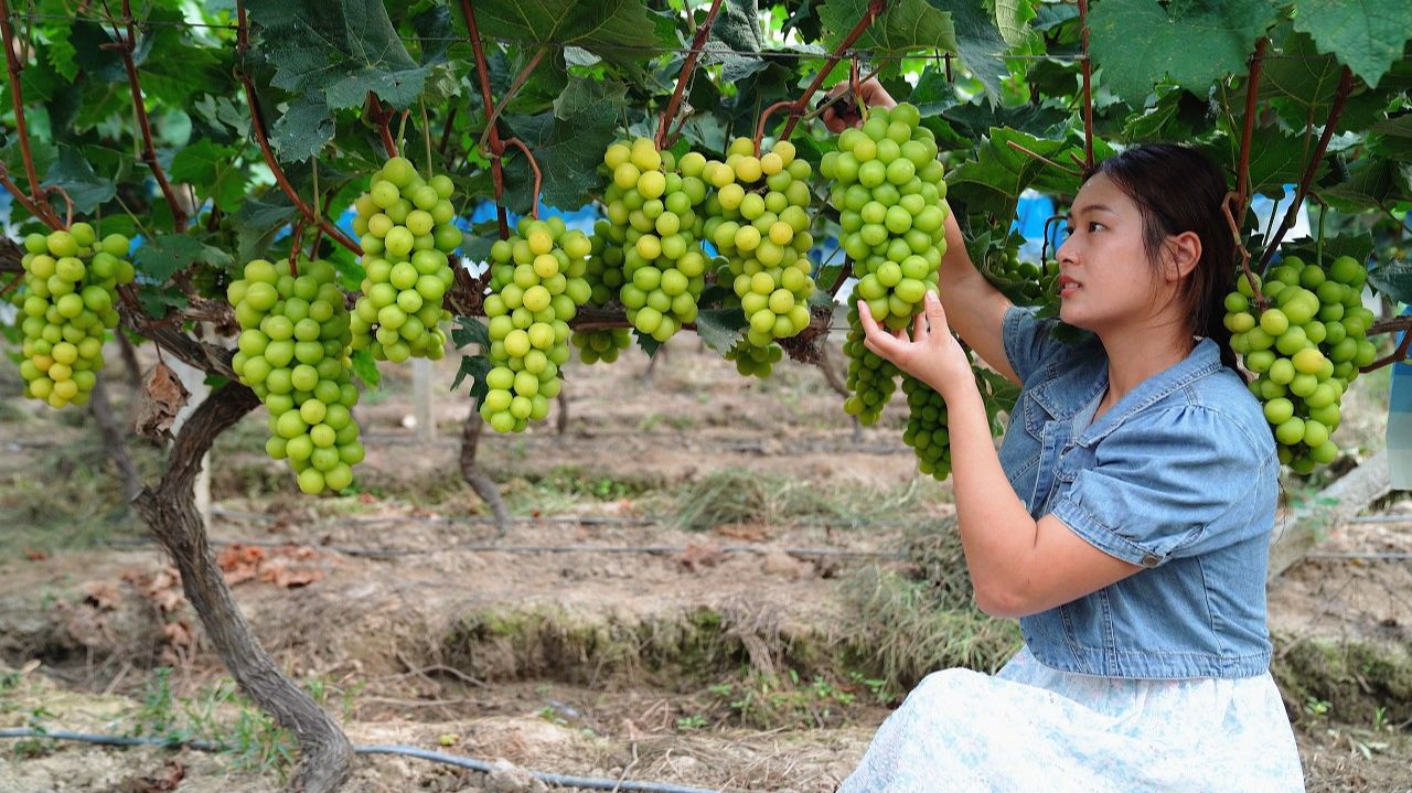 Этот сладкий зелёный виноград идеально подходит для приготовления вина! смотреть онлайн