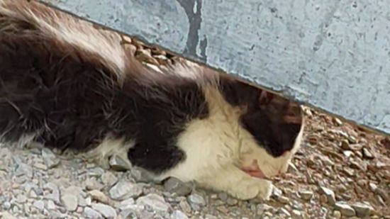 Недоверчивый котенок смотреть онлайн