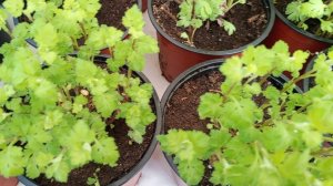 Готовлюсь к черенкованию корейских хризантем.