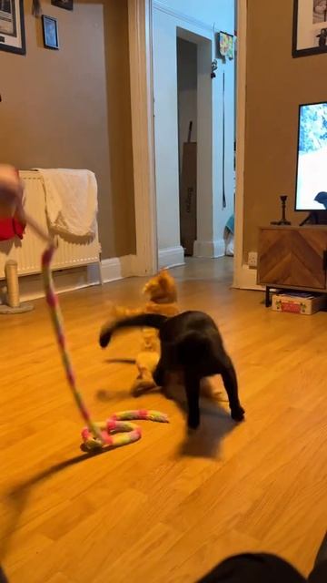 Просто прыжок кошки наш тг⬇️