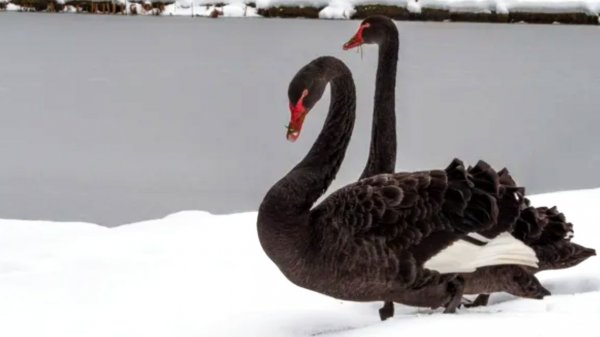 Снежный Петербург