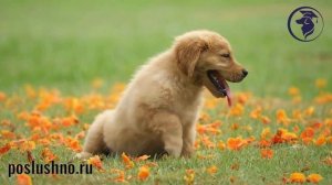 ЗООГОСТИНИЦА ИГОРЯ АЛТАЙСКОГО