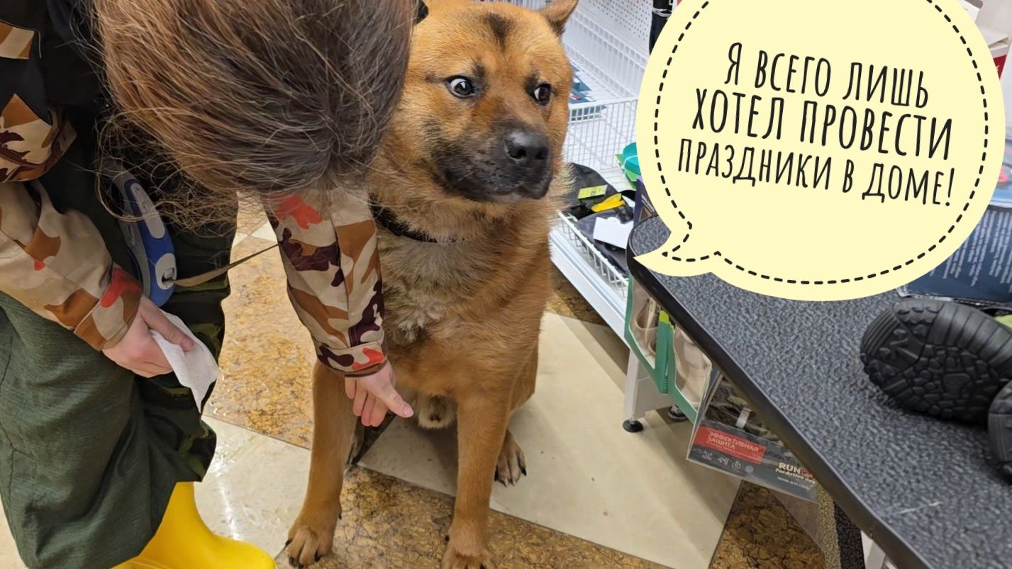 Пёс Кубик погнул себе хвостик, взял больничный и поехал к ветеринару смотреть онлайн