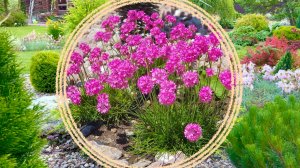 Многолетние растения для солнечного каменистого сада.