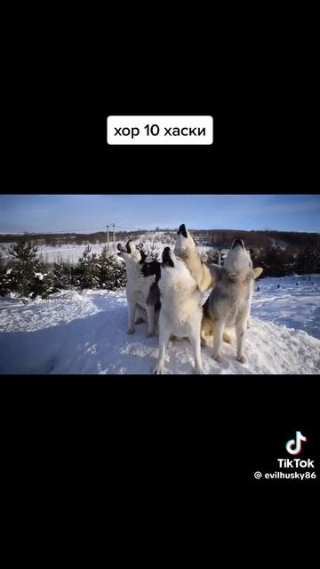 хор хаски # видео из тик тока # видео не моё смотреть онлайн