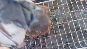 НОВОГОДНЯЯ ВИКТОРИНА !!!!
УГАДАЙ ДЕЛИКАТЕС )))