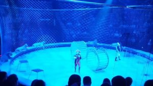 Тигры прыгают через горящее кольцо и прыжок Запашного на льве.  Аскольд Запашный Брянск