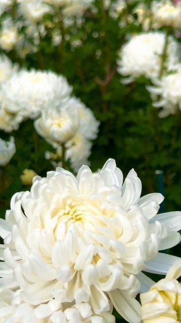 Никитский ботанический сад Белая красавица Ялта😍