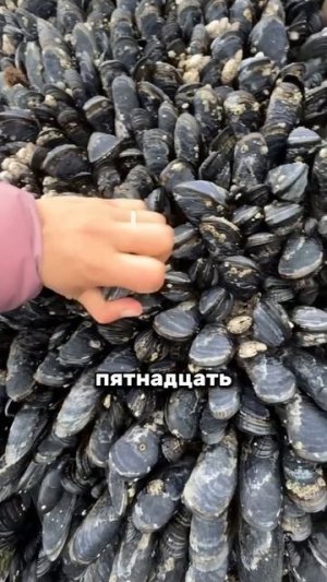 Уникальная ферма мидий.