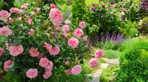 Прогулка по моему саду длиною в год: с января по декабрь 2025 г. Пятигорск.