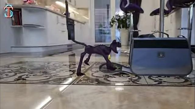 Кэт нэп Эмма и Тимма смотреть онлайн