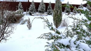 МОЖЖЕВЕЛОВЫЙ САД ЗАСЫПАЛО СНЕГОМ. 4.01.2026г.