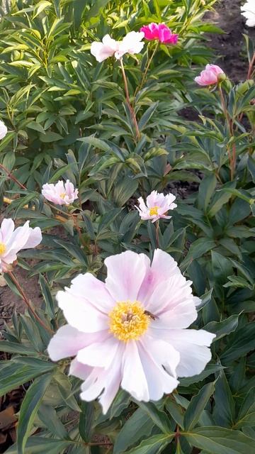 Пион Афина. смотреть онлайн