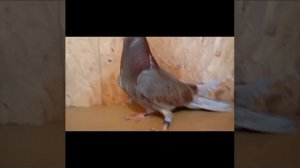 ТГ Регулярного Василия И....