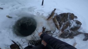 Рыбалка на Енисее. Налим на перемёт. 51