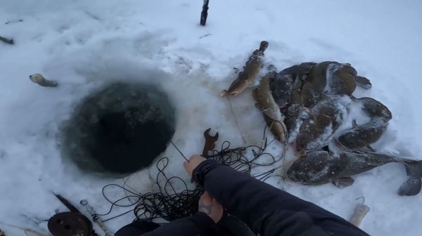 Рыбалка на Енисее. Налим на перемёт. 51