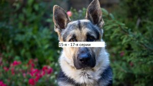 Сериал «Мухтар. Он вернулся» 15-я – 17-я серии. Анонс.