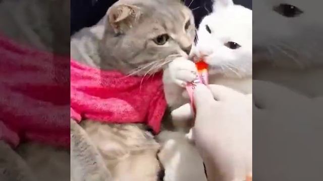 Счастливая семья 🤗😂 смотреть онлайн