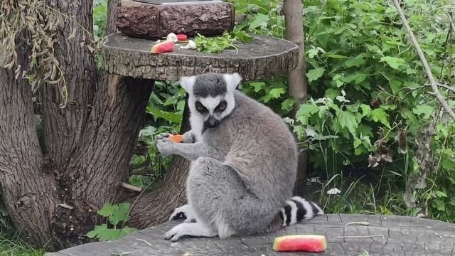 Ленинградский зоопарк. ( 2 часть ) смотреть онлайн