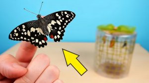 Бабочкариум! Рождение первой Бабочки! Поела и сходила в туалет! alex boyko