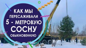 Как мы пересаживали 5 - метровую сосну обыкновенную
