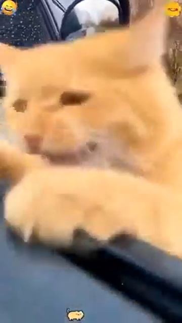 Коты в шоке: коллекция эпичных фейлов смотреть онлайн