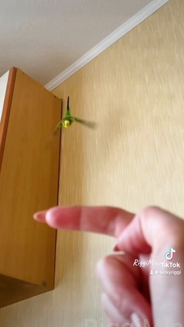 Форсаж и Бесстрашный акробат смотреть онлайн