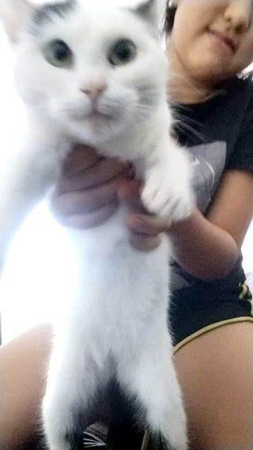 котик денсит.... смотреть онлайн