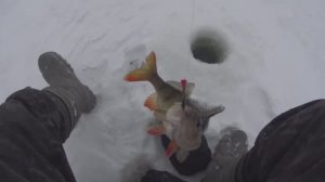 ЭТО ВАМ НЕ ЯКУТИЯ... РАЗДАЧА ГОРБАТЫХ ....