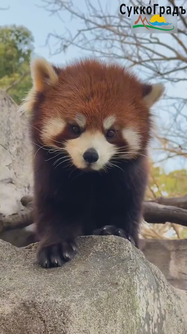 Красные панды🥰😍 смотреть онлайн