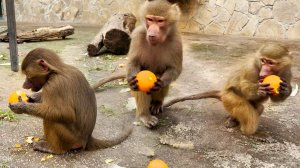 Люся делила апельсин - Степе один и Мане... один хитростью достался! Робин Гуд наоборот!