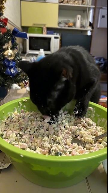 Кот готовит 😁😍😹