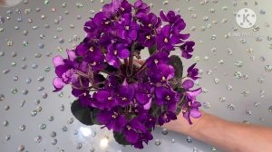 Влияет ли Размер горшка на цветение фиалки?