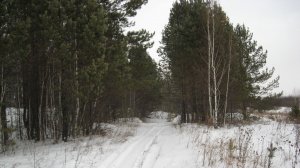 Прогулка по лесу