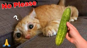 СМЕШНО ДО СЛЕЗ 😹😍 СМЕШНЫЕ КОТЫ, ЛУЧШИЕ ПРИКОЛЫ С КОТАМИ, СОБАКАМИ КОШКИ,СОБАКИ , ЖИВОТНЫЕ 🥰