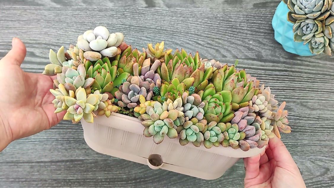 Разбираем садик из суккулентов, болталка про суккуленты смотреть онлайн