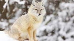 охота на корсака дуплет на приваде..