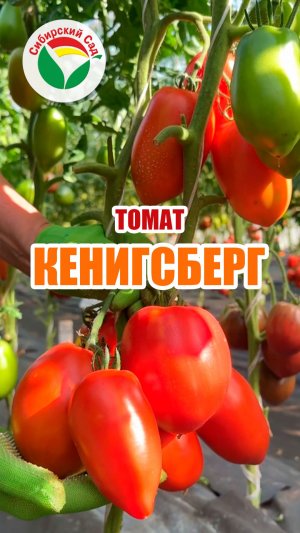 Томат Кенигсберг