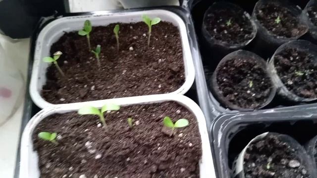 ОБЗОР РАСТЕНИЙ НА ПОДОКОННИКЕ. смотреть онлайн