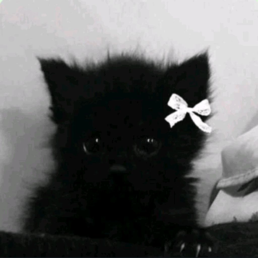 кошка Соня смотреть онлайн