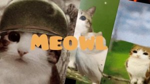 Fonk MEOWL делал сам!