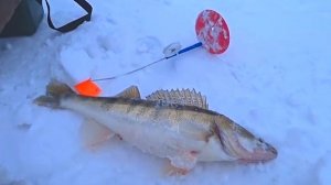 Не зря оставил жерлицы на ночь! РЫБАЛКА НА ЖЕРЛИЦЫ ! Ловля ЩУКИ и СУДАКА на ОКЕ !