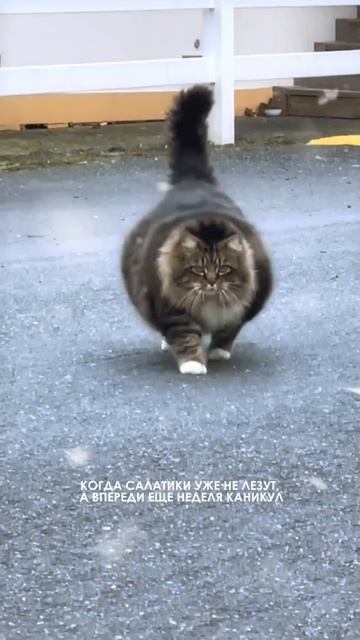 Ещё неделя #видео #реклама #видеоролик #заказатьролик #анимация #съёмка #юмор #видеостудия #новыйгод смотреть онлайн